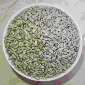 SEMILLA DE MARAVILLA (Girasol)